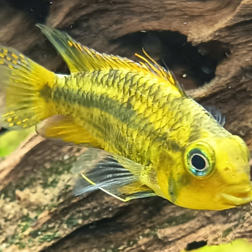 Échange contre Apistogramma agassizii