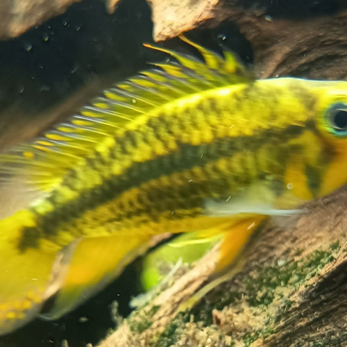 Échange contre Apistogramma agassizii