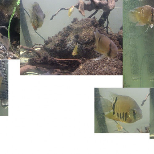 Donne lot de 5 poissons 7 cm