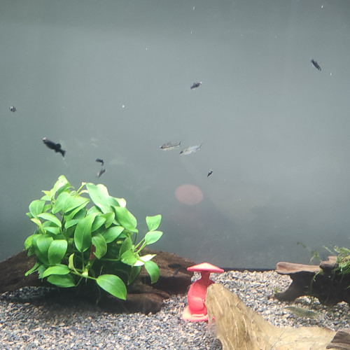 Poisson molly bébé