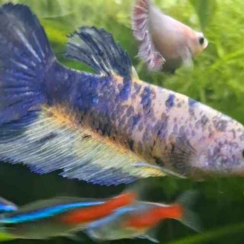 Betta giant koï femelle