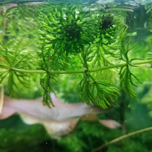 Ceratophyllum demersum