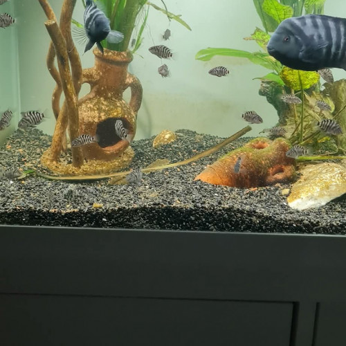 Donne alevins cichlidés zèbres