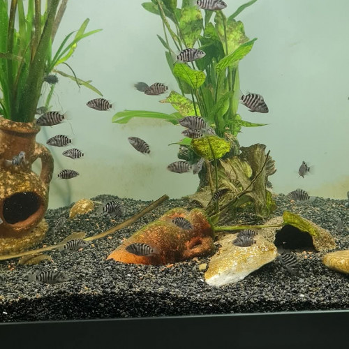 Donne alevins cichlidés zèbres