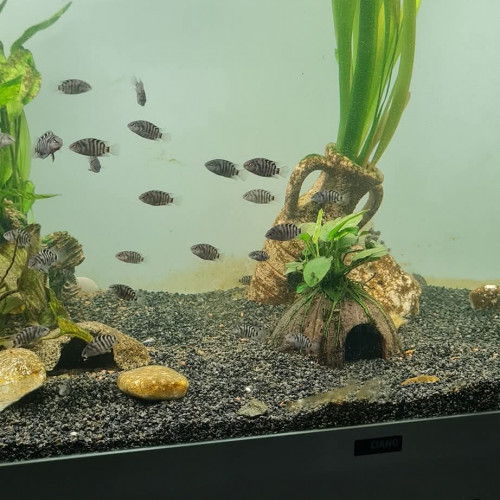 Donne alevins cichlidés zèbres