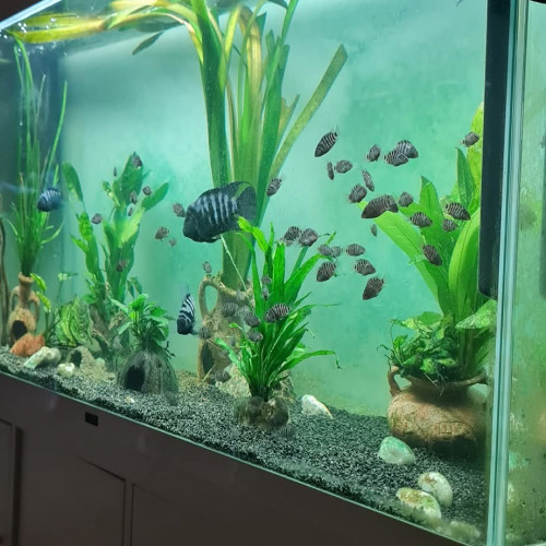 Donne alevins cichlidés zèbres