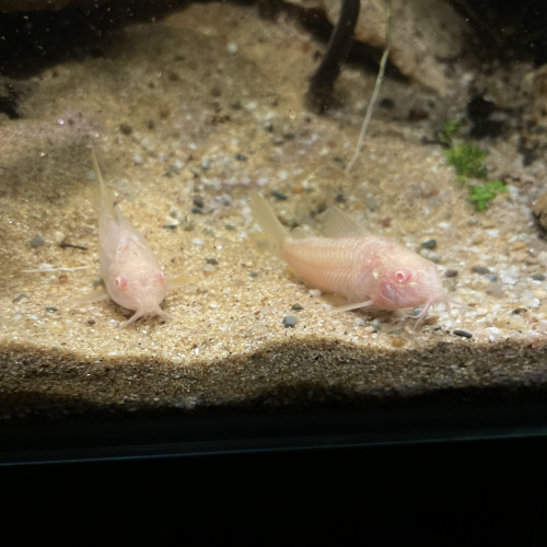Donne deux Corydoras albinos