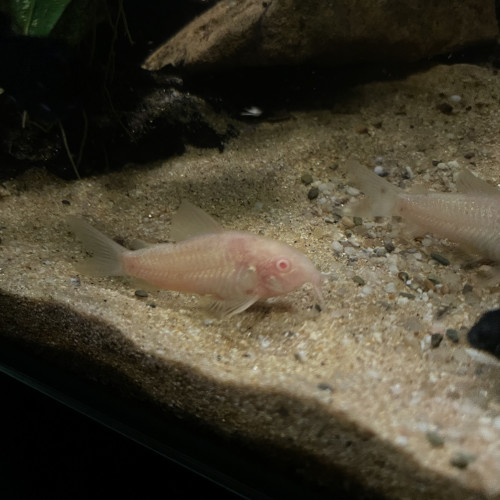 Donne deux Corydoras albinos
