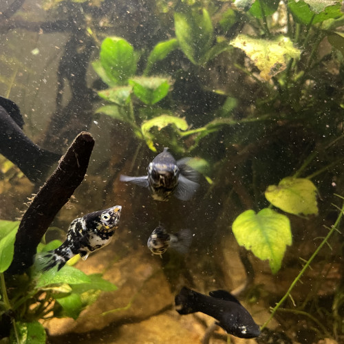 Donne Mollys dalmatien