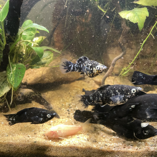 Donne Mollys dalmatien