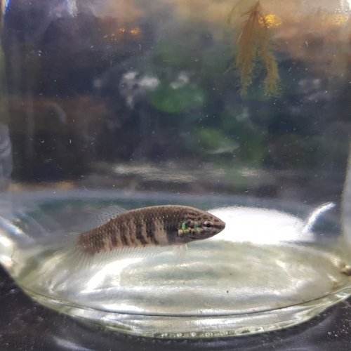 Femelle BETTA SAUVAGES