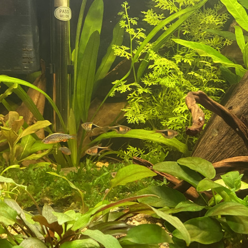 5 Rasbora Arlequin