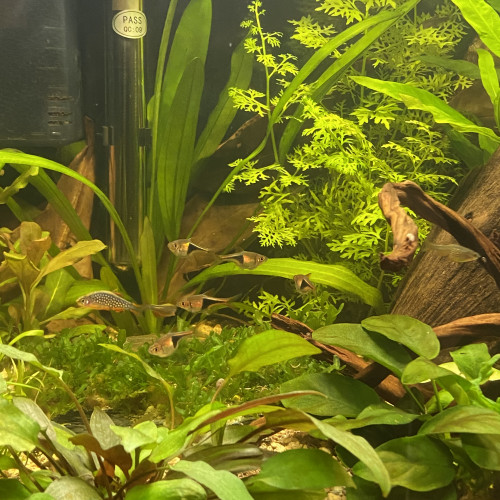 5 Rasbora Arlequin