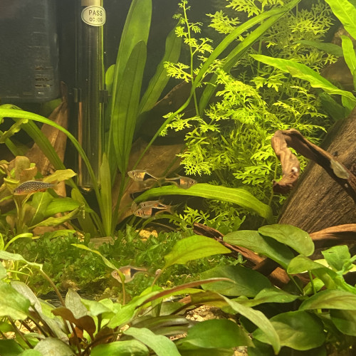 5 Rasbora Arlequin