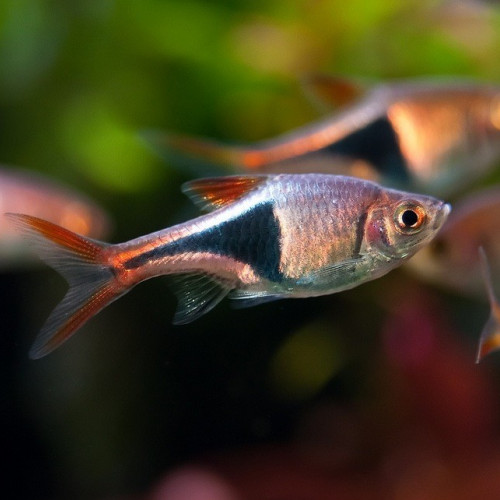 5 Rasbora Arlequin