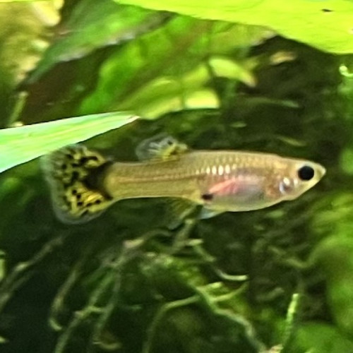 Guppy (Alevins, Jeunes et Adultes, Mâles / Femelles)
