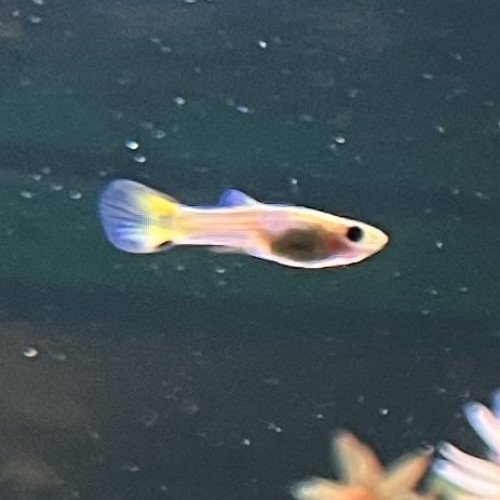 Guppy (Alevins, Jeunes et Adultes, Mâles / Femelles)