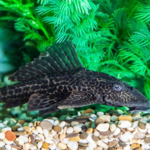 Pleco Commun - Hypostomus Plecostomus - 20 cm