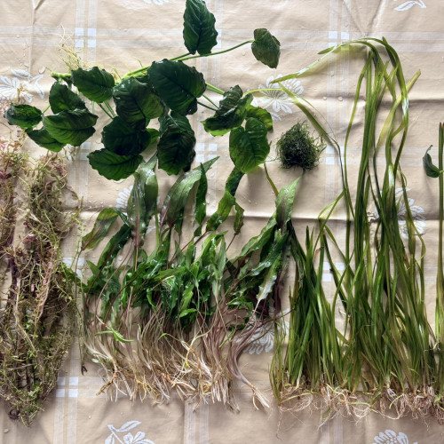 Plantes : Rotala Red, Anubia Nana, Cryptocoryne Wendtii, Valisneria, Mousse de Java