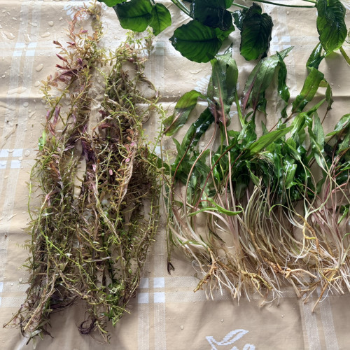 Plantes : Rotala Red, Anubia Nana, Cryptocoryne Wendtii, Valisneria, Mousse de Java