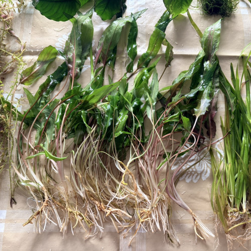 Plantes : Rotala Red, Anubia Nana, Cryptocoryne Wendtii, Valisneria, Mousse de Java