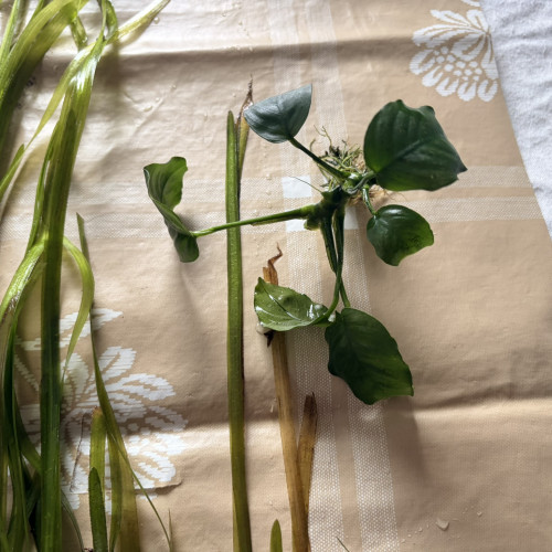 Plantes : Rotala Red, Anubia Nana, Cryptocoryne Wendtii, Valisneria, Mousse de Java