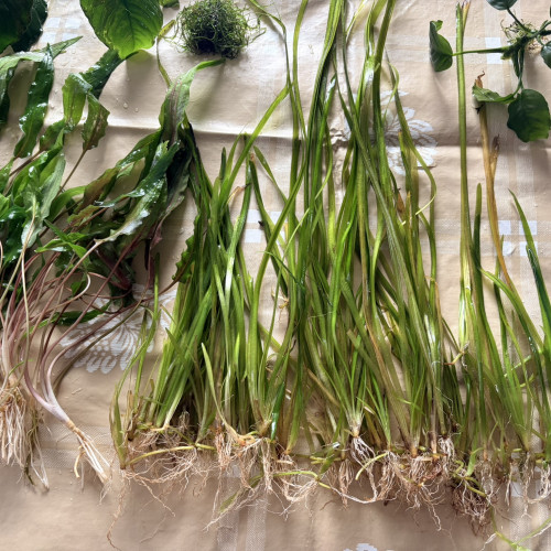Plantes : Rotala Red, Anubia Nana, Cryptocoryne Wendtii, Valisneria, Mousse de Java