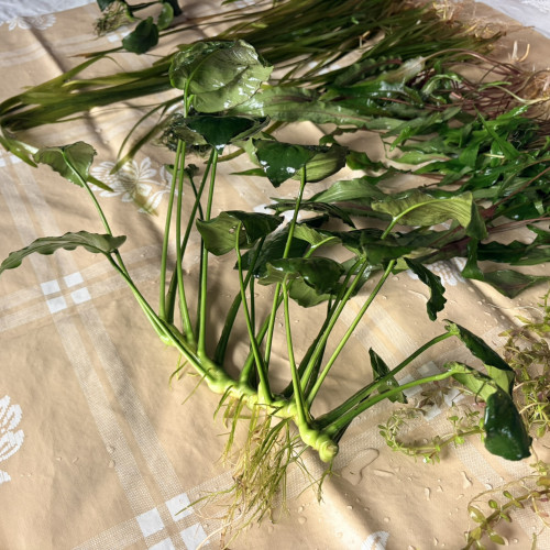 Plantes : Rotala Red, Anubia Nana, Cryptocoryne Wendtii, Valisneria, Mousse de Java