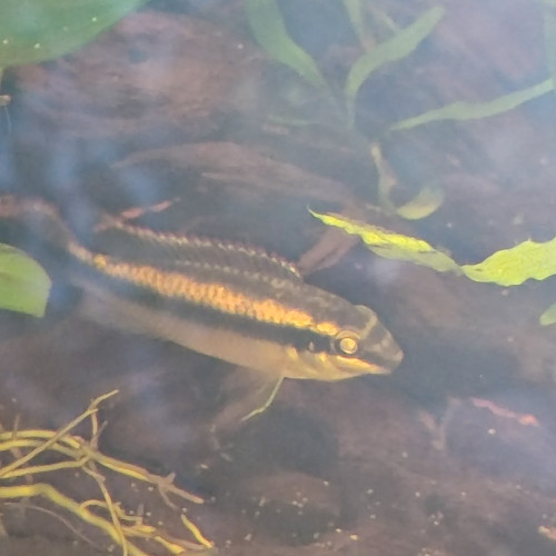 Pelvicachromis pulcher