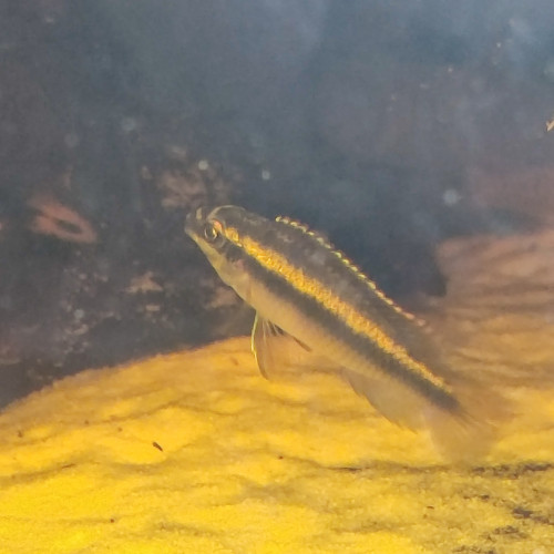 Pelvicachromis pulcher