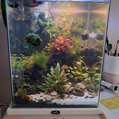 Cherche à échanger 5 kubotai contre neocaridina