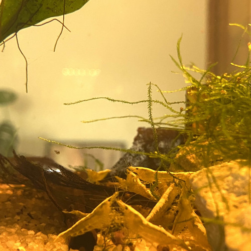 Crevettes Neocaridina Davidi Yellow Neon