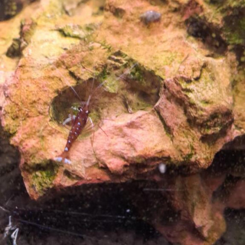 Caridina Sulawesi Dennerli