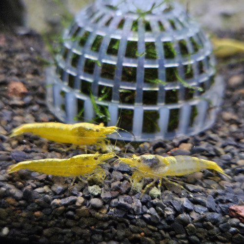 Néocaridina Yellow Néon