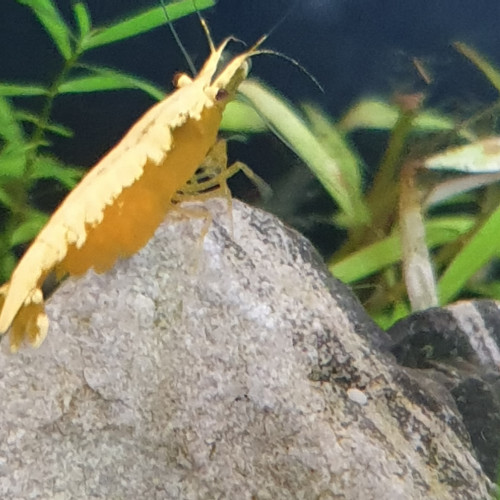 Néocaridina Yellow Néon