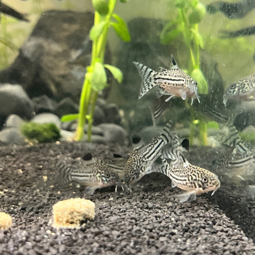 Corydoras-léopard