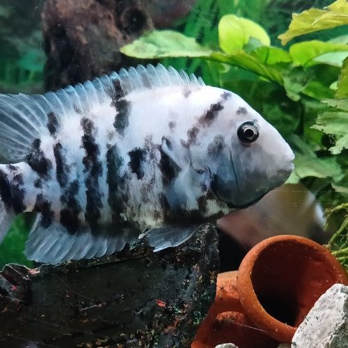 Amatitlania nigrofasciata