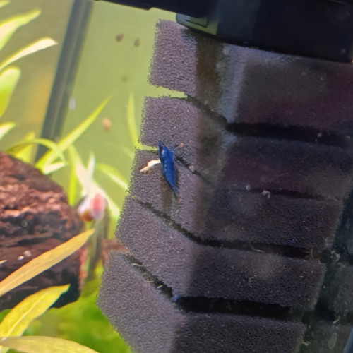Neocaridina Davidi blue