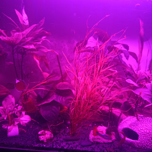 Don de bébés molly