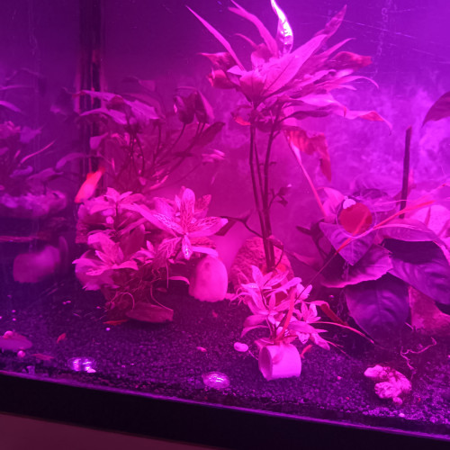 Don de bébés molly