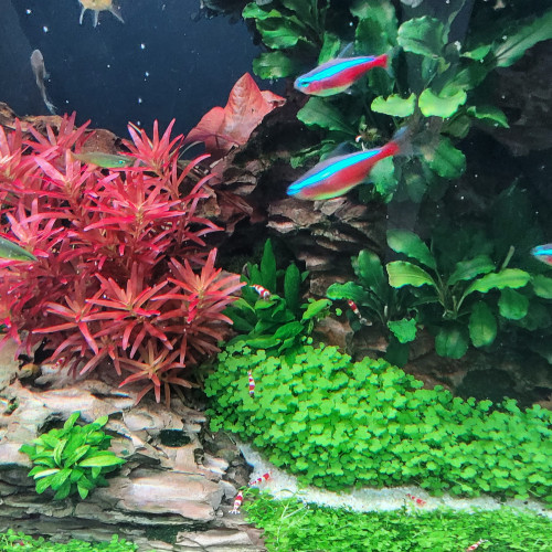 Caridina "Red Crystal"