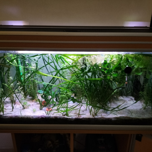 Aquarium aquatlantique 180l +meuble