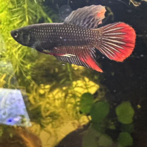 Trio de betta Imbellis