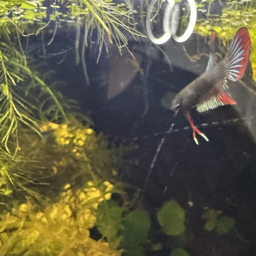 Trio de betta Imbellis