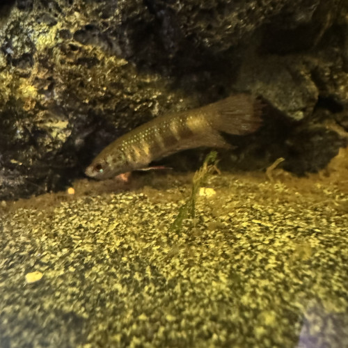 Trio de betta Imbellis
