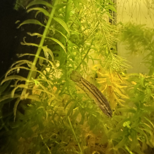 Trio de betta Imbellis