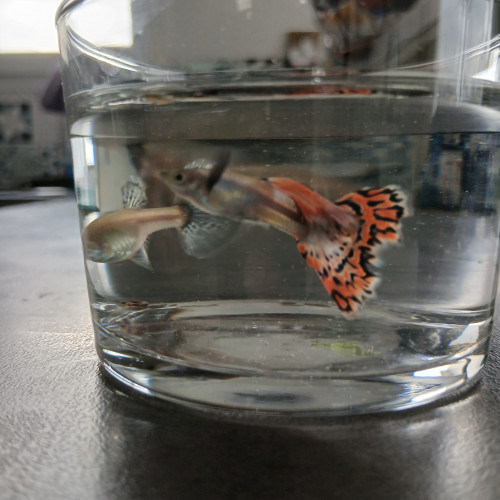Guppy dumbo red mosaïque