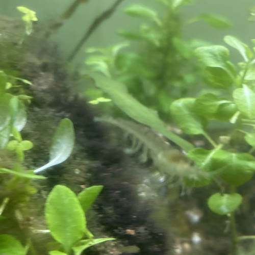 Crevette transparente