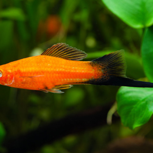 Xiphophorus Hellerii (porte-épée) Mâles