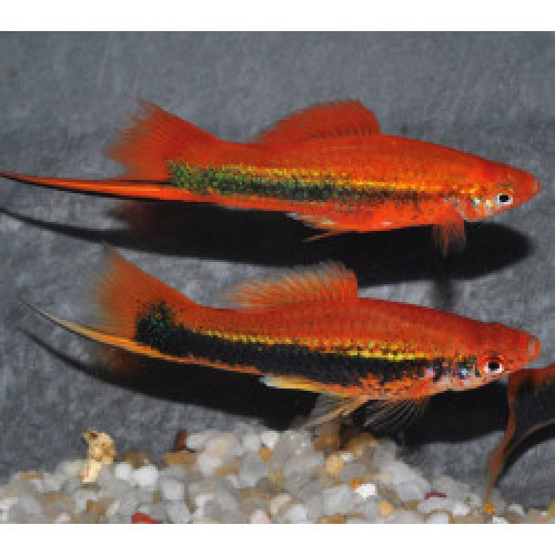 Xiphophorus Hellerii (porte-épée) Mâles